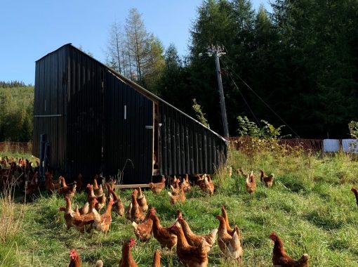 Höns Ridgedale Västra Ämtervik