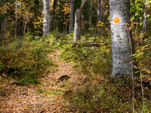 standard-vandring-brårudsmossen-03