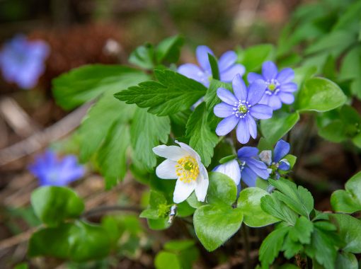 standard-vandring-sundsbergsleden-blåsippor-01