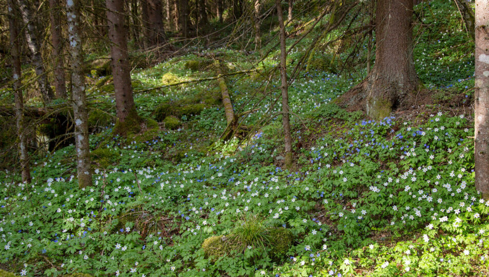 standard-vandring-sundsbergsleden-blåsippor-02