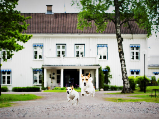 Ulvsby herrgård med två hundar som springer i förgrunden.