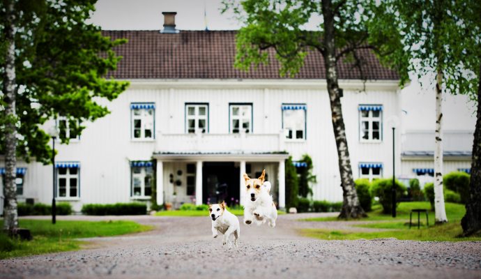 Ulvsby herrgård med två hundar som springer i förgrunden.