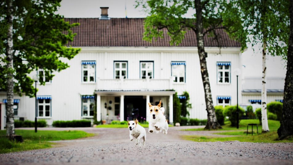 Ulvsby herrgård med två hundar som springer i förgrunden.
