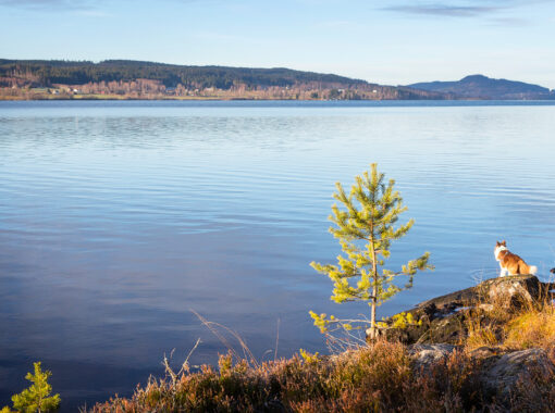 vandring-askerudsberget-fryken-standard