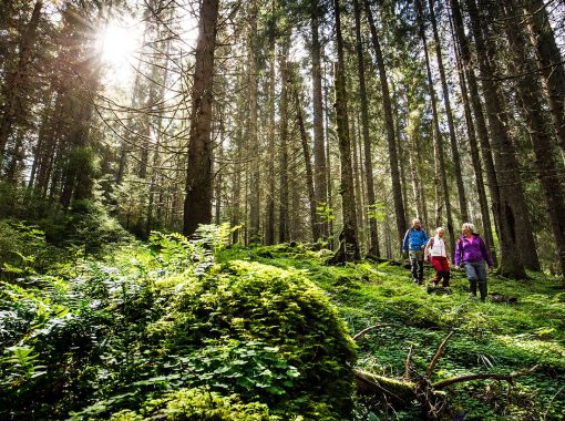 vandring-harsyra-standard