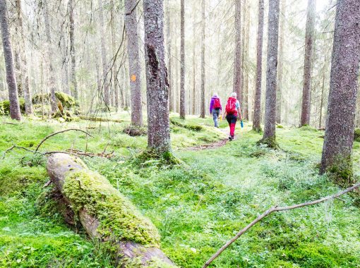 vandring-mosstam-standard
