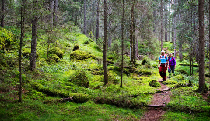 vandring-mosstig-standard
