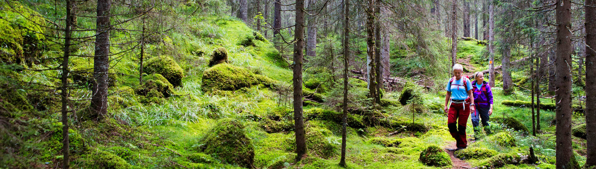 vandring-mosstig-storbild