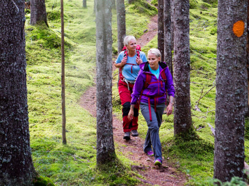 vandring-stammar-stig-standard