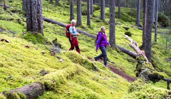 vandring-trollskog-helbreddspuff