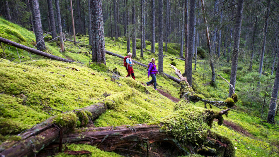 vandring-trollskog-standard
