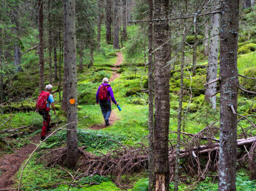 vandring-trollskogsstig-standard