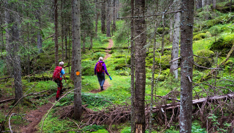 vandring-trollskogsstig-storbild